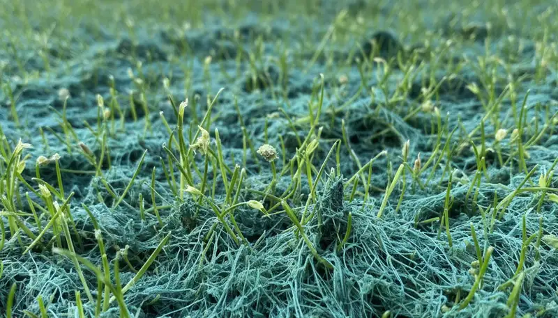 Hydroseeding grass seedlings emerging on a new lawn in Chicago, IL by Chop Chop Landscaping