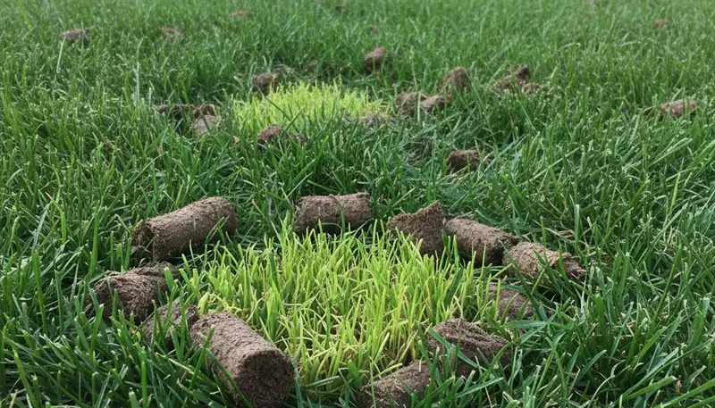 Chicago lawn recovering after professional aeration treatment showing new grass growth and healthy turf